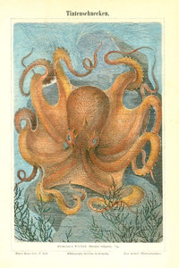 Marine Life, Octopus Vulgaris  Hand-colored zincograph. Published in Leipzig, 1885-1890.  Original antique print&nbsp;&nbsp;