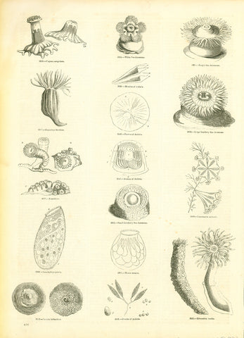 Original antique print  "Capnae sanguinea, White sea anemone, Parp's Sea anemone, Iluantus scotiae,&nbsp;Muscles of Actinia, Nerves of Actinia, Large leathery Sea anemone, Zoanthidae, ..."

Wood engravings published 1875.

Original antique print