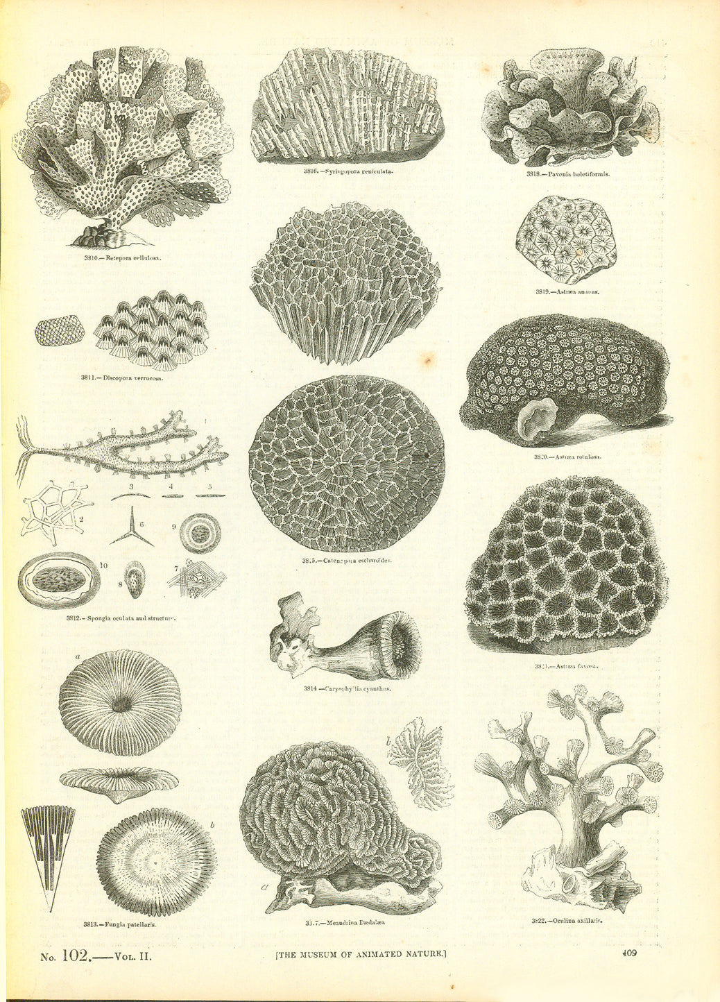 "Retepora cellulosa, Syringopora geniculata, Pavonia boletiformis,&nbsp;Discopora verrucosa, Spongaoculata and structure, Caryophyllia cyanthus..."

Wood engravings published 1875.

Original antique print