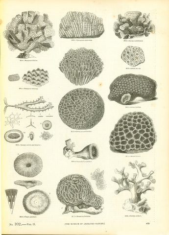 "Retepora cellulosa, Syringopora geniculata, Pavonia boletiformis,&nbsp;Discopora verrucosa, Spongaoculata and structure, Caryophyllia cyanthus..."

Wood engravings published 1875.

Original antique print