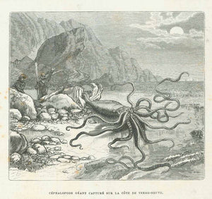 Original antique print  Octopus&nbsp;

"Cephalopode Geant Capture Sur La Cote De Terre-Neuve"

Wood engraving published 1877. 
