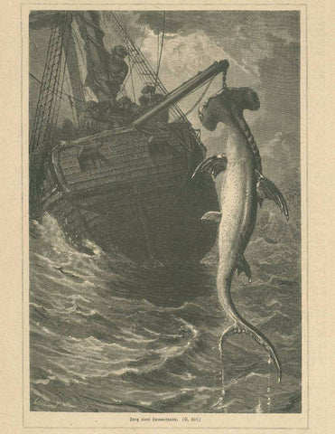 Original antique print  "Fang eines Hammerhaies"

Wood engraving published ca 1880.