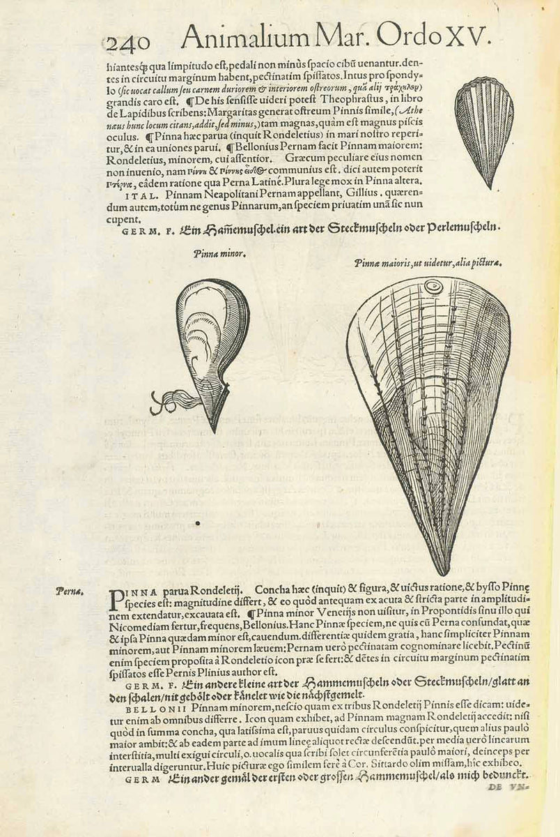 Marine Life, Shellfish, Pinna maioris – Philographikon Antique Maps and ...