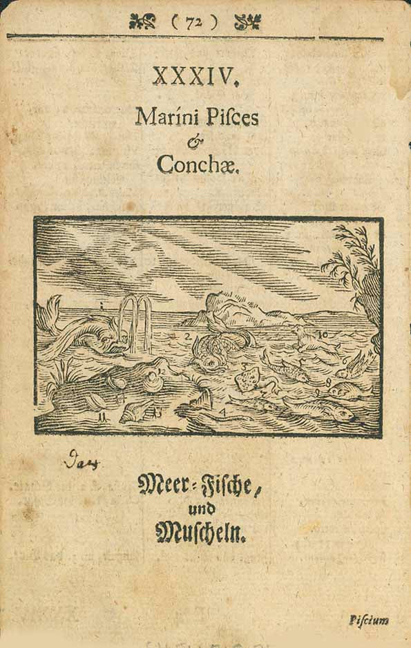 Original antique print , Shellfish, "Marini Pisces & Conchae" "Meer-Fische, und Muscheln"  Very old woodcut ca 1590 from a book. The sea animals are numbered in the image. On the reverse side are numbered lists of sea animals in Latin corresponding to those in the image.