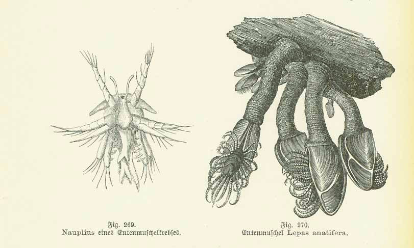 Original antique print  of "Nautlius eines Entenmuschelkrebses. Entenmuschel Lepas anatifera."

Wood engravings of goose barnacles on a page of text about the special barnacles.
On the reverse side is text about similar sea animals. Published 1901.