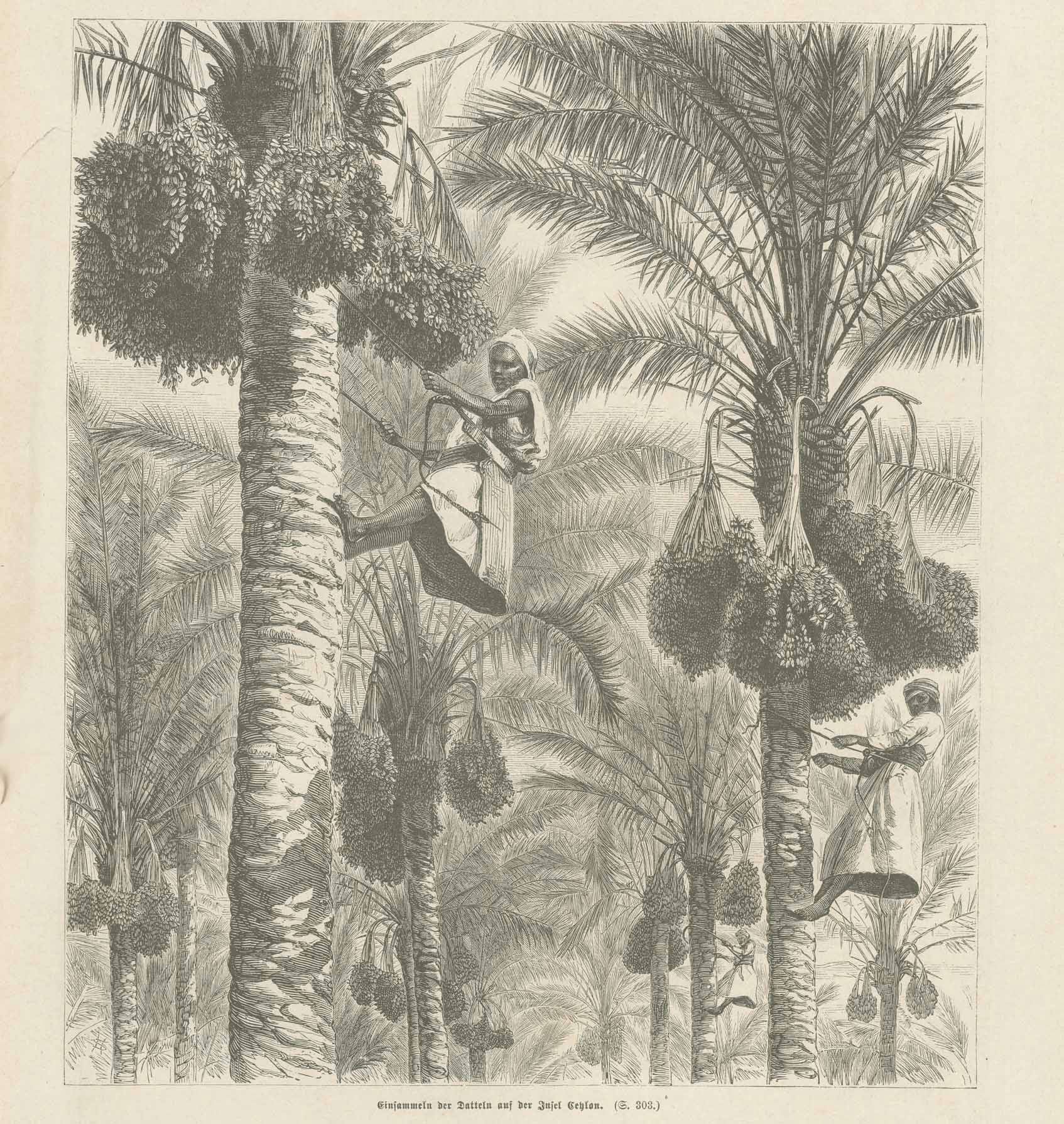 Date Palms  "Einsammeln der Datteln auf der Insel Ceylon" (harvesting dates on Sri Lanka)  Wood engraving ca 1880.  Original antique print  