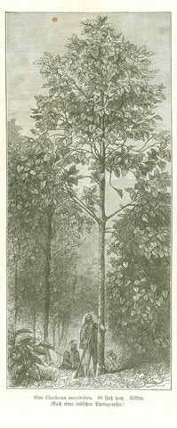 "Eine Cinchona sucirubra, 30 Fuss hoch, Sikkim" In British Sittim in the eastern Himalaya region.  Wood engraving made after a photograph. Published 1874.  Original antique print  