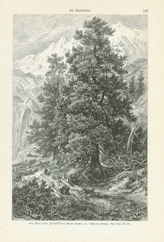 Original antique print  "Die Arve oder Zirbelkiefer (Pinus Cembra)"  Wood engraving ca 1885.  Original antique print  