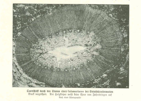 Original antique print , "Querschnitt durch den Stamm einer Calamariacee der Steinkohlenformation"  Wood engraving of fossilized tree in coal showing the yearly rings of age. The image is made after a photograph ca 1900.  Original antique print  