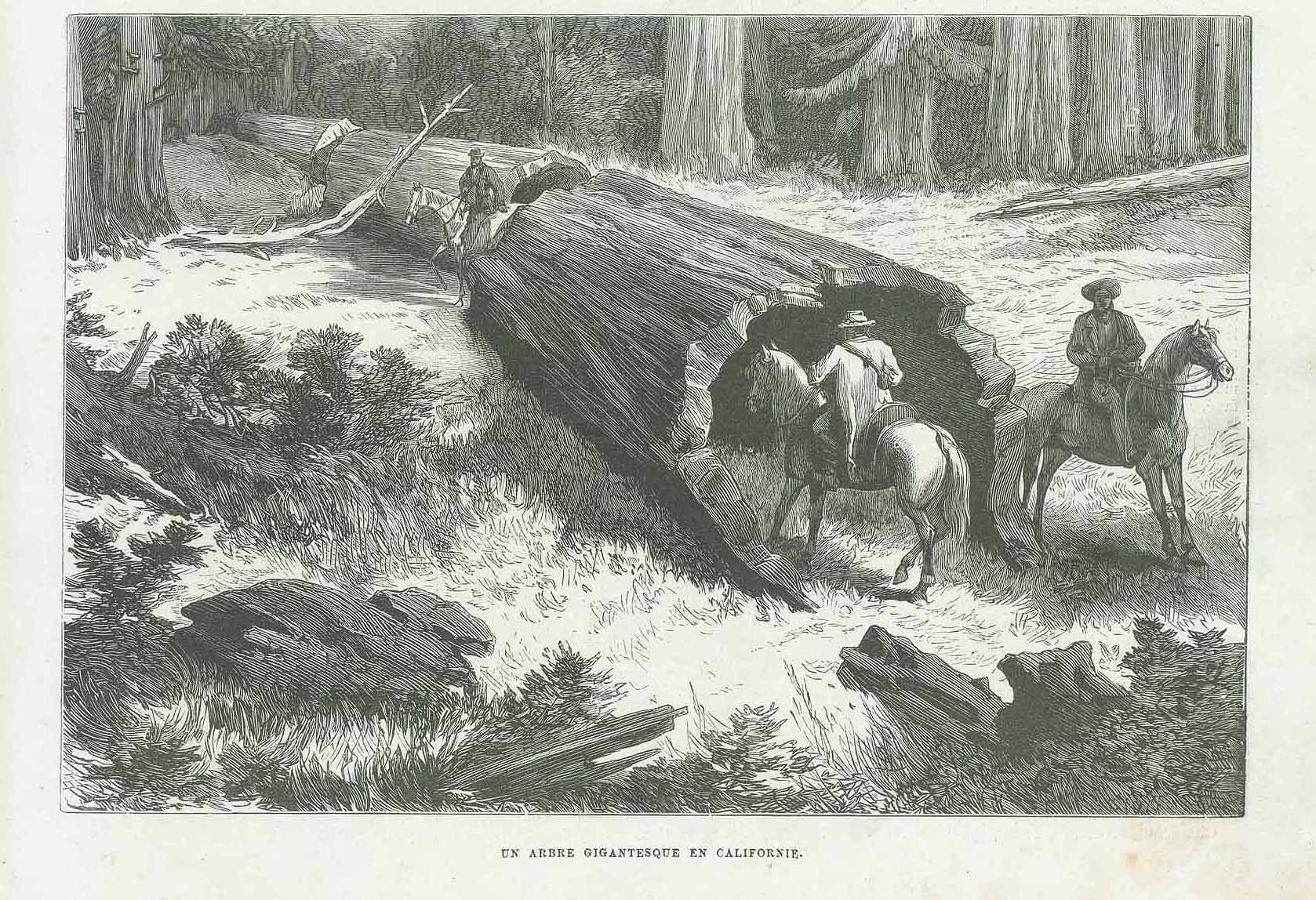 Original antique print  Trees, USA, California, Giant Tree, Redwood "Un Arbre Gigantesque En Californie"  Wood engraving published 1878.