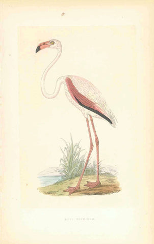 Antique print, "Flamingo"  Water Bird, Flamingo, Aves, Phoenicopterformes  Wood engraving printed in color with hand-colored highlights. Included are 3 pages of text about flamingos. Published ca 1860.  Original antique print  interior design, gift ideas, vintage, decoration