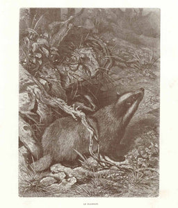 Original antique print , Weasel, "Le Blaireau" (Dachs, Badger) Wood engraving published 1878. On the reverse side is unrelated text.
