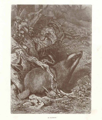 Original antique print , Weasel, "Le Blaireau" (Dachs, Badger) Wood engraving published 1878. On the reverse side is unrelated text.
