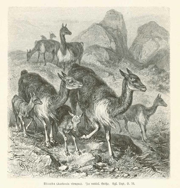 "Vicuña ( Auchenia vicugna )"  Wood engraving ca 1875. Text on reverse side about other animals.  Original antique print 