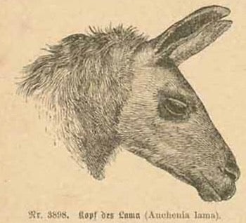 Upper image: "Kopf des Llama (Auchenia Lama)" Lower image: "Alpaca (Auchenia Alpaco)"  Wood engraving on a page of text partially about llamas and alpacas. On the reverse side is unrelated text. Published ca 1875.  Original antique print 