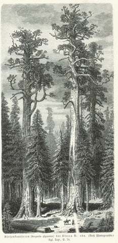 "Riesenconiferen (Sequoia gigantea) der Sierra Nevada"  Wood engraving on a page of text about trees and plants of North America. The German text continues on the reverse side. Published 1904.  Original antique print , interior design, wall decoration, ideas, idea, gift ideas, present, vintage, charming, special, decoration, home interior, living room design