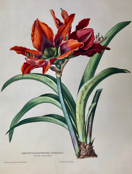 Hartinger,    Amaryllis (Hybrida, Miniata),  Nat. Ord. Amarylideae.  Page size: 56.2 x 42.3 cm ( 22.1 x 16.6 ") Image size: 44.7 x 34.2 cm ( 17.6 x 13.4 ")  Anton Hartinger  "Paradisus Vindobonensis" (Viennese Paradise)  Important Filiacae, Amaryllidae and other flowers  We are certain that anyone seeing the following spectacular chromolithographs of assorted flowers in extraordinarily splendid and stunning hand-color-finishing