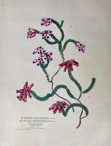    I. Erica Aristata. Andren, II. Erica Sprengelii. Hortud, Hibrid. Ericae aristatae  Nat. Ord. Ericae, Vaterl. Cap. (South Africa), Aus. d. k.k. Hofgart. zu Schoenbrunn, Anton Hartinger  "Paradisus Vindobonensis" (Viennese Paradise)  Important Filiacae, Amaryllidae and other flowers