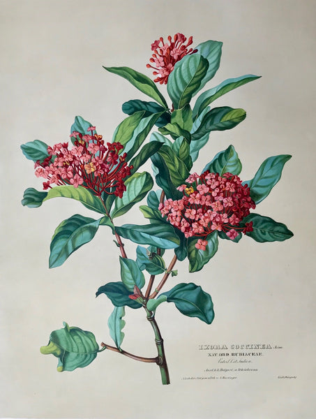 Anton Hartinger: Ixora Coccinea. Linn, Nat. Ord. Rubiaceae, Vaterl. Ost Indien