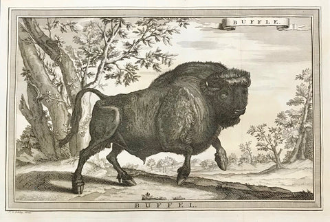 "Buffle Buffel"  Very fine copper engraving after Jacob van der Schley ( 1715-1779).  Published 1756. Two vertical folds to fit original book size.  Good condition. Very clean. Tiny original ink spot in lower right margin.