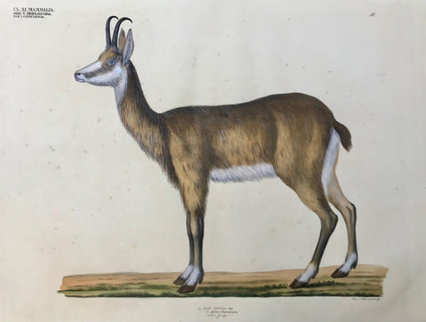 Goldfuss Antilope The "Naturalist Atlas" by Georg August Goldfuss (Bayreuth 1782 - 1848 Bonn). This extra large-size collection of lithographs of spectacular modern coloring depicting animals, birds, reptiles, fish, etc. published in Duesseldorf, at Arnz from 1824 -1842