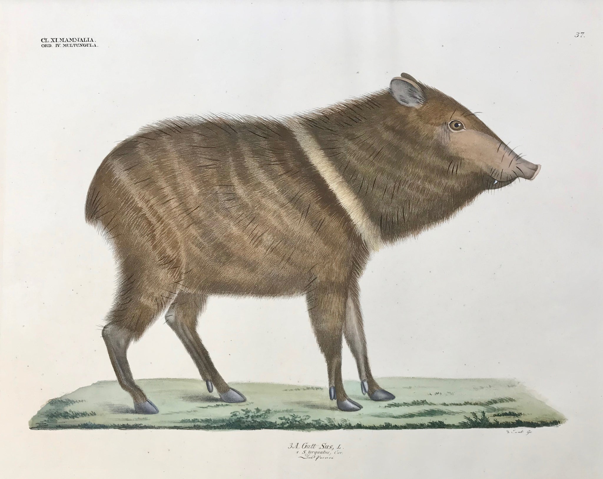 "Sus - Sus torquatus - Das Pecari" (Peccary)  1/2 natural size  Large Folio. Sheet size: 17.9 x 23"  Hand-colored lithograph