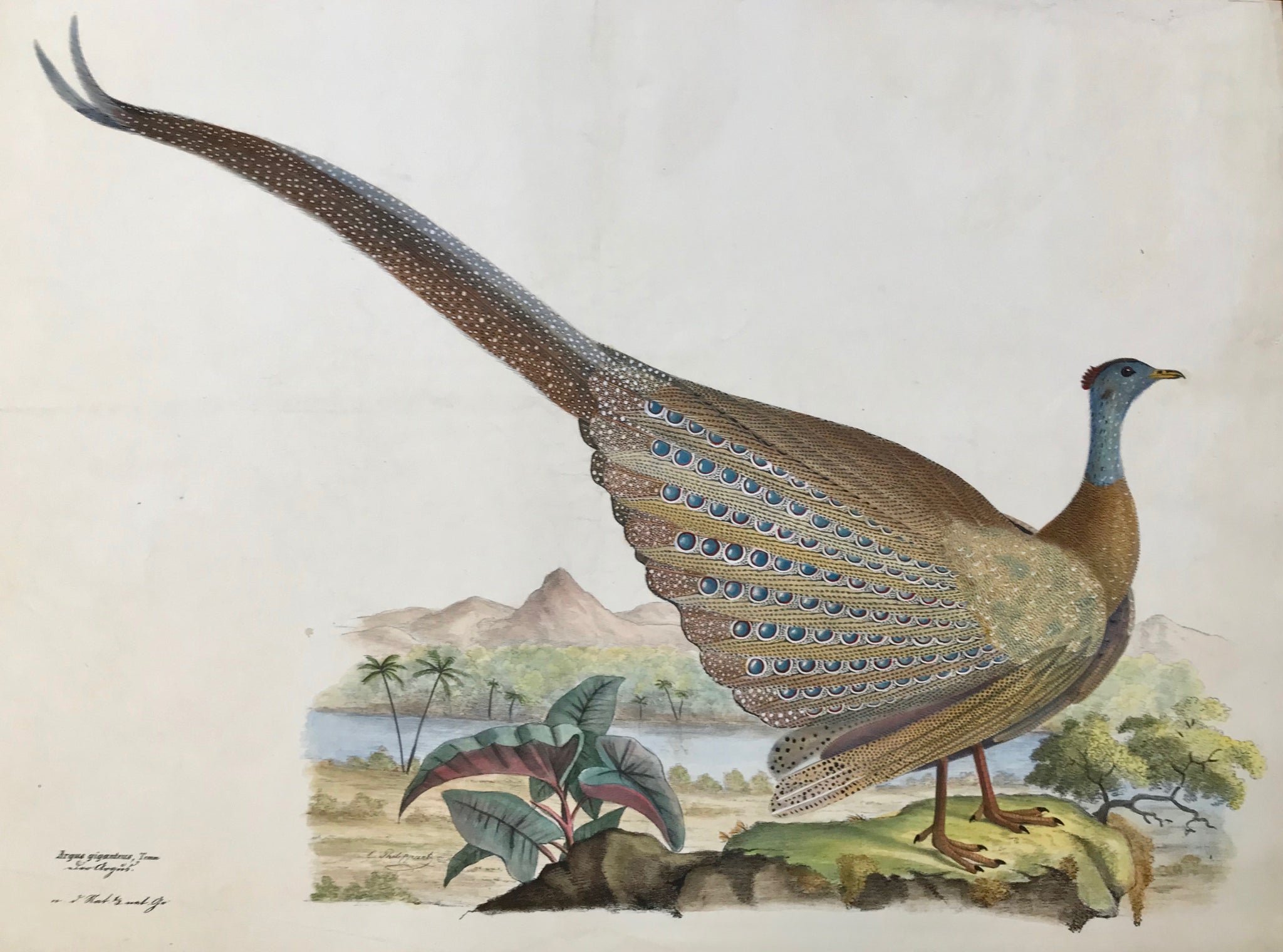    Goldfuss Animal and Insect Prints  Argus Giganteus - der Argus  Great Argus Pheasant  1 / 3 natural size, Goldfuss, interior design, wall decoration, ideas, idea, gift ideas, present, vintage, charming, special, decoration, home interior, living room design