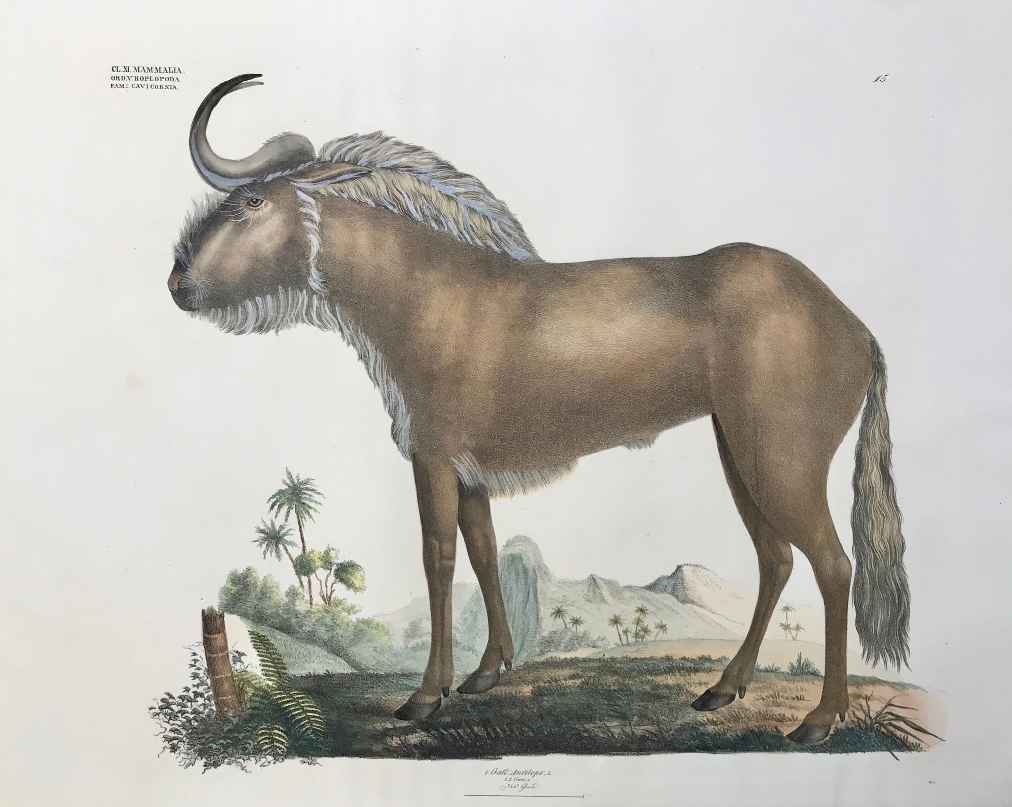 Goldfuss "Antilope - Gnu - Das Gnu"  Measurement of one foot below title  Large Folio. Sheet size: 17.9 x 23"  Hand-colored lithograph