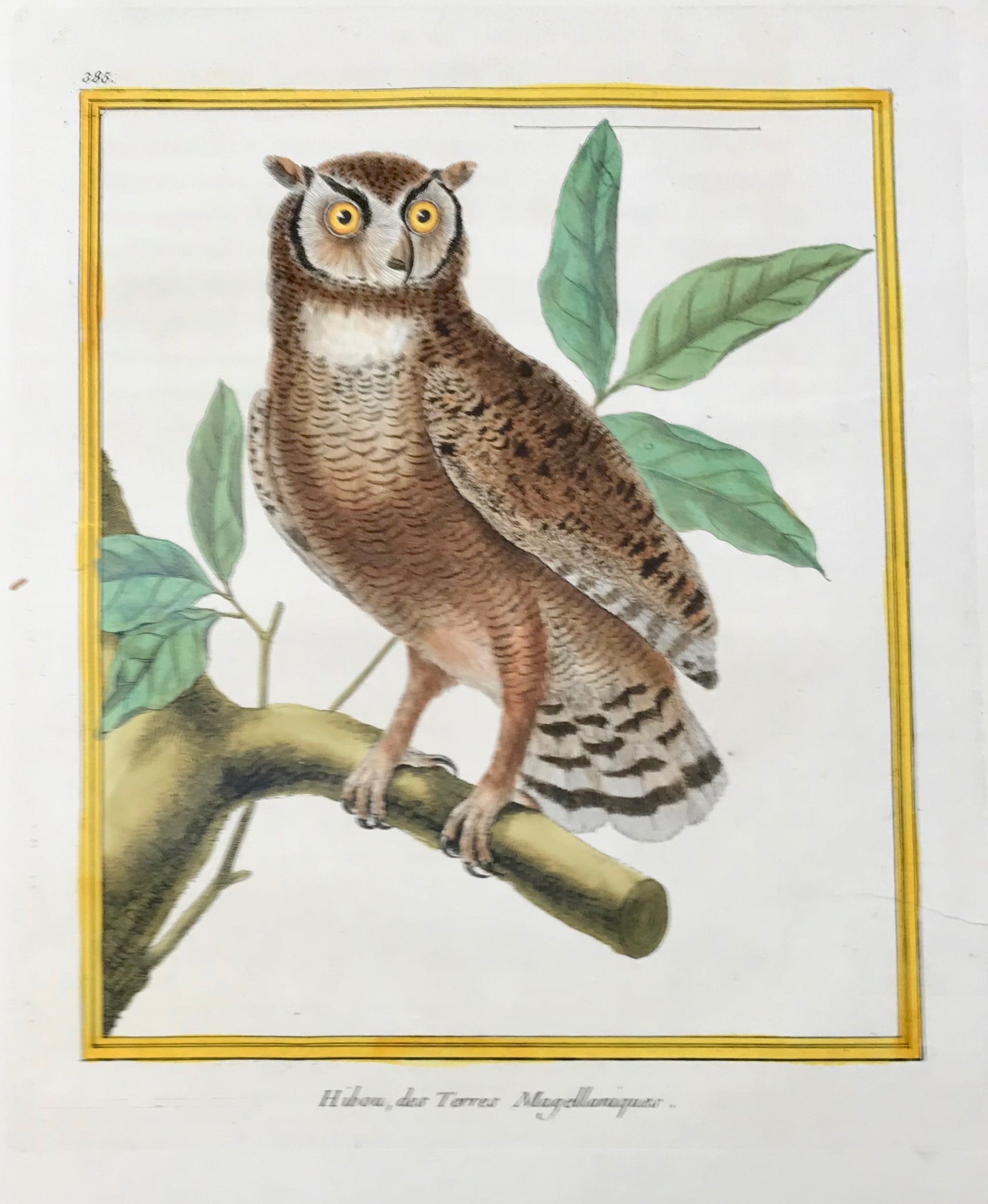 Hibou, des Terres  Magellaniques.  Antique Owl Prints  by François Nicolas Martinet  Born 1731 in Paris. His death date is unknown (to us). In his monumental "Histoire de les Oiseaux", Paris, 1778, Martinet published literally the entire world of birds on 483 most decorative copper plates. Their original authentic hand-coloring is simply superb. And the one hundred and some plates we were able to buy are of the finest condition