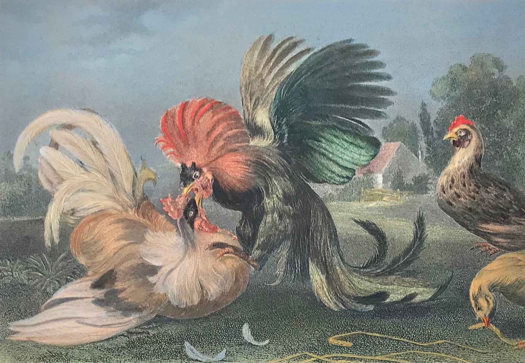 "Der Hahnenkampf Cocks-Fighting"  Steel engraving by W. French after F. Snyders, ca 1850. Modern hand coloring. Print has wide margins with a few scattered spots near edges of margins.
