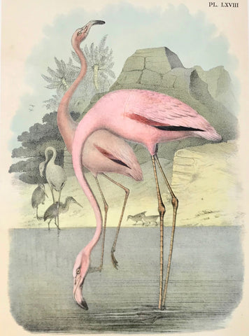 Birds, No title. Flamingo. Anonymous chromo-lithograph, the flamingos very  attractively hand-finished. Ca. 1880.