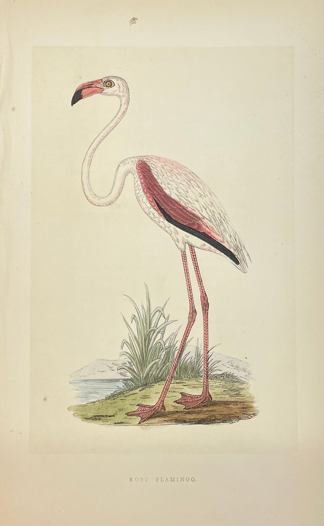 "Flamingo"  Wood engraving printed in color with hand-colored highlights. Published ca 1860.