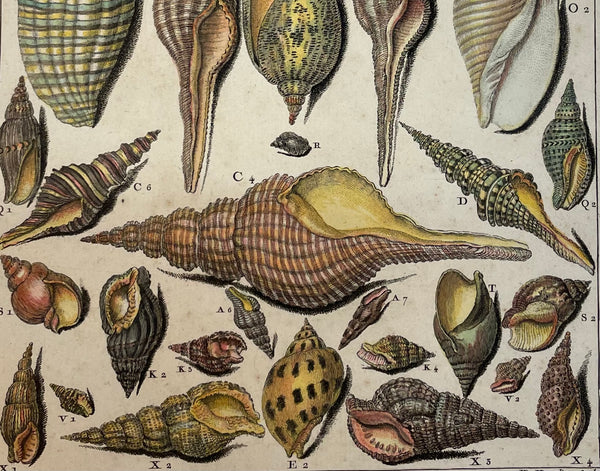 Antique Shells, Buccins  Copper etching by Vangelisty after DE Favanne for "Histoire Naturelle", published 1751 in Paris.  Original antique print  