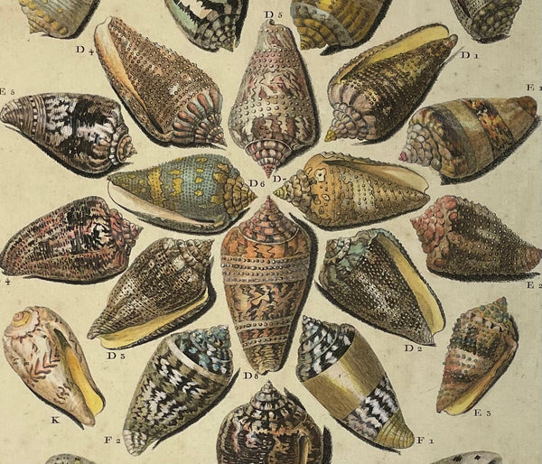 Antique Shells, Cornets  Copper etching by Vangelisty after De Favavanne for "Histoire Naturelle", published 1751 in Paris.  Original antique print  