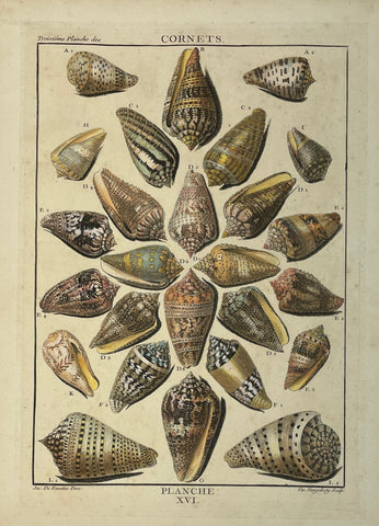 Antique Shells, Cornets  Copper etching by Vangelisty after De Favavanne for "Histoire Naturelle", published 1751 in Paris.  Original antique print  