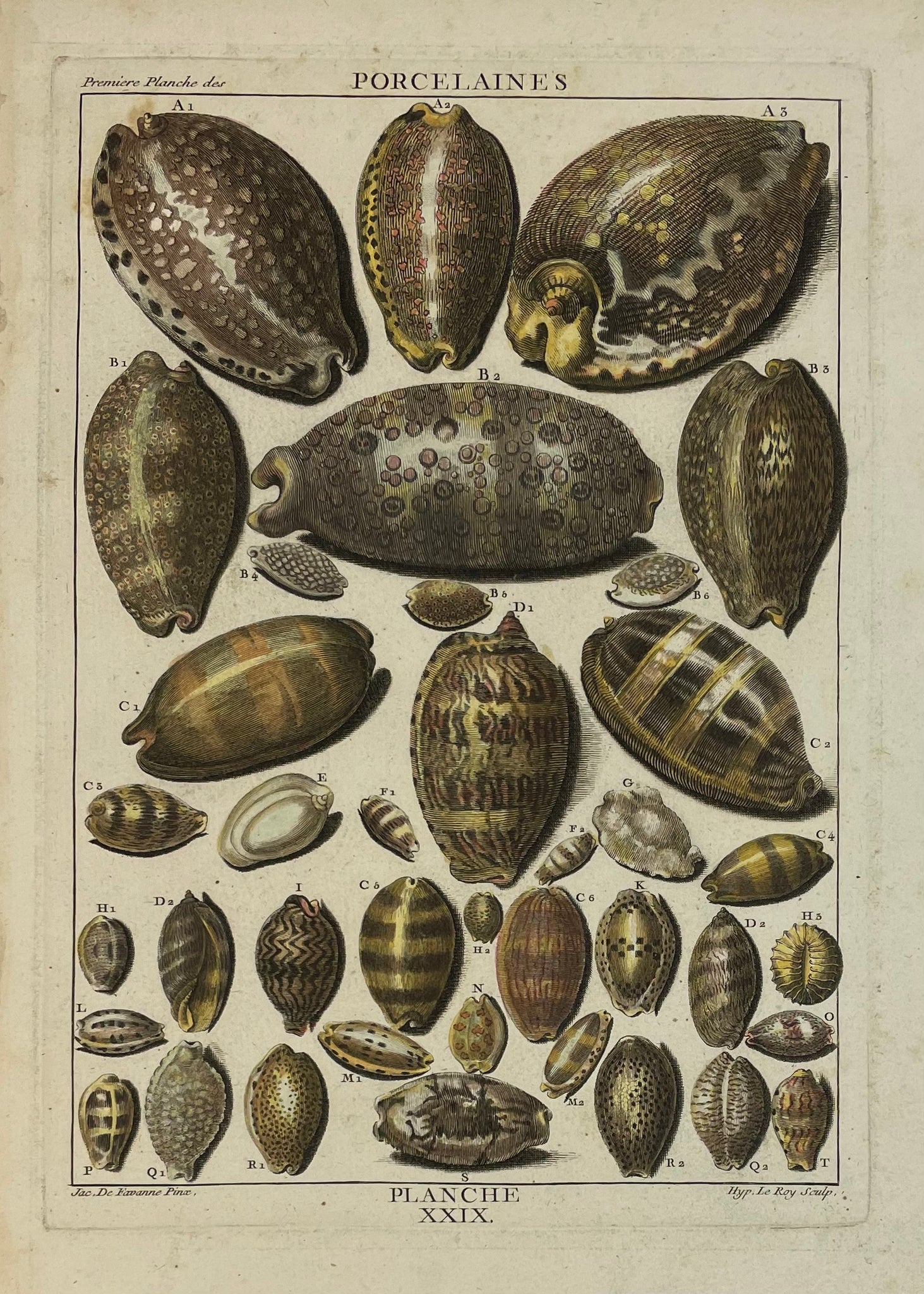 Antique Shells, Marine Life, Porcelains  Copper etching by Le Roy after De Favavanne for "Histoire Naturelle", published 1751 in Paris.  Original antique print  