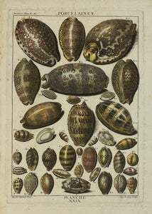 Antique Shells, Marine Life, Porcelains  Copper etching by Le Roy after De Favavanne for "Histoire Naturelle", published 1751 in Paris.  Original antique print  