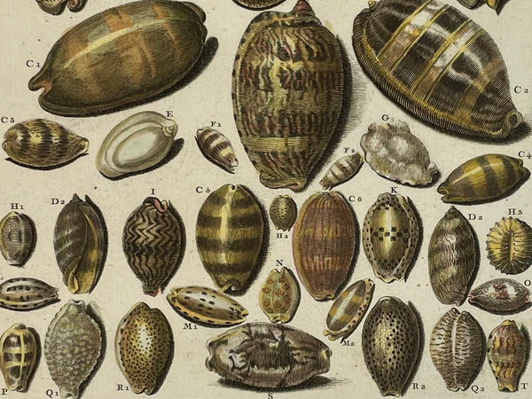 Antique Shells, Marine Life, Porcelains  Copper etching by Le Roy after De Favavanne for "Histoire Naturelle", published 1751 in Paris.  Original antique print  