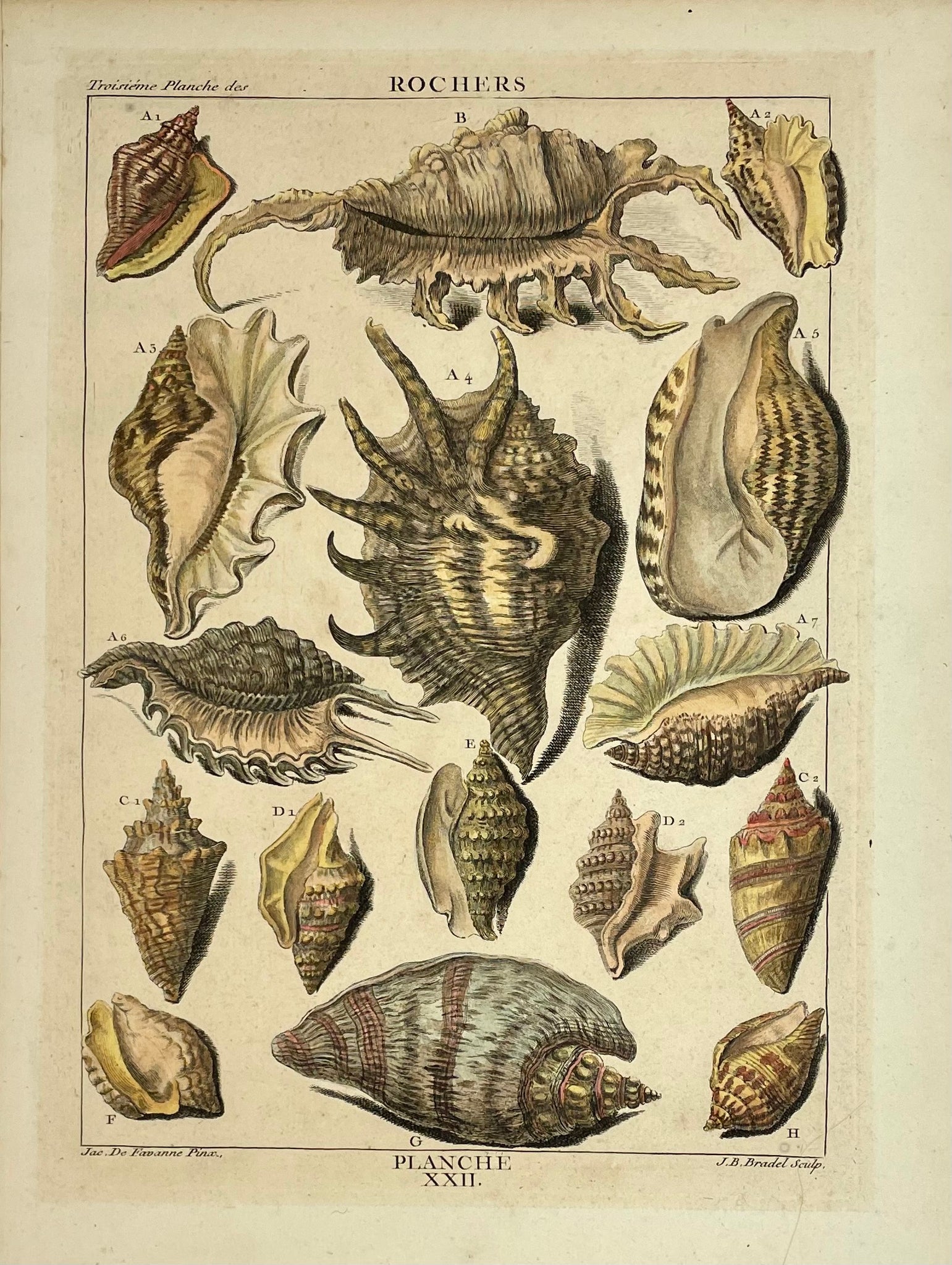 Antique Prints, Shells, Rochers  Copper etching by Bradel after De Favavanne for "Histoire Naturelle", published 1751 in Paris.  Original antique print  