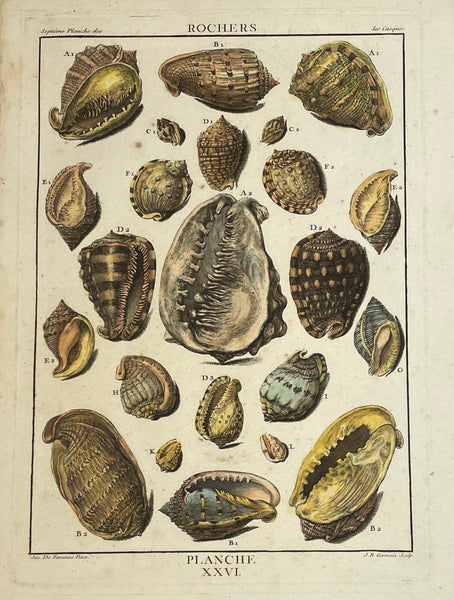 Antique print, Shells, Rochers  Copper etching by Germain after De Favavanne for "Histoire Naturelle", published 1751 in Paris.  Original antique print  