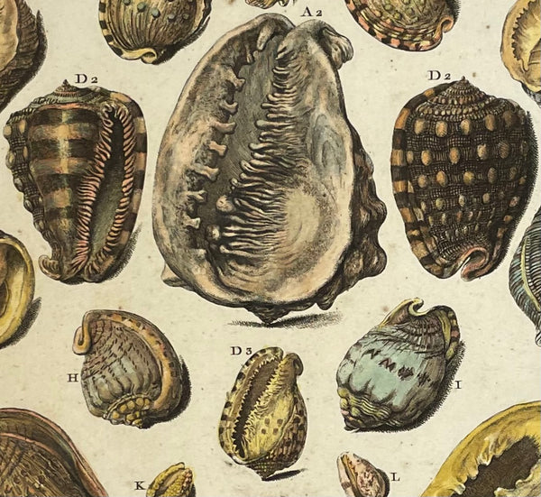 Antique print, Shells, Rochers  Copper etching by Germain after De Favavanne for "Histoire Naturelle", published 1751 in Paris.  Original antique print  