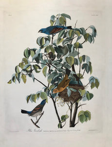 Audubon - Havell edition (1826-1838)  "Blue Grosbeak, Fringilla Coerulea, Bonap Male, 1. Female, 2. Young, 3. Dogwood Cornus florida"  Copper etching by John James Audubon (1785 - 1851)  Numbering: Upper left: N° 25. Upper right: PLATE CXXII  In line with title on left side: Drawn from Nature by J.J. Audubon F,R,S.F,L,S.  In line with title on right side: Engraved, Printed & Coloured by R. Havell, London.  Watermark: Whatman 1836 