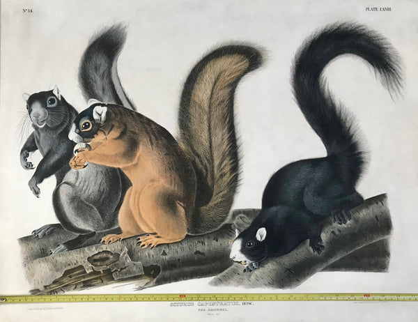 "Sciurus capistratus, Bosc. Fox Squirrel. Natural Size"  Lower left side: Drawn from Nature by J.J. Audubon F.R.S.F.L.S.  Lower right side: Lith. Printed & Col.by J.T.Bowen Philad 1845  Numbering: Upper left corner N^14  Lithograph after John James Audubon (1785 - 1851) with original hand coloring.  Printed by John T. Bowen  Published in the Imperial Folio Edition of Quadrupeds from 1845 to 1848.