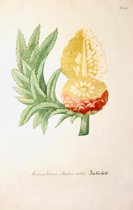 "Ananas brava. Ananas noble. Zuckerhuth"  Fine copper engraving ca 1780. Original hand coloring.