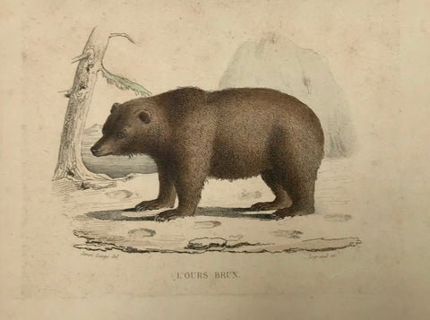 "L'Ours Brun"  Steel engraving by Legrande after Janet Lange, ca 1850. Original hand coloring. Very minor spotting.  Length of bear: 7.5 cm ( 2.9 ")
