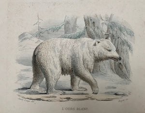"L'Ours Blanc"  Steel engraving by Beyer, ca 1850. Original hand coloring. Margin is larger than shown. Print has overall light age toning.  Page size: 12.1 x 16 cm ( 4.7 x 6.3 ") Length of Bear: 7.5 cm ( 2.9")