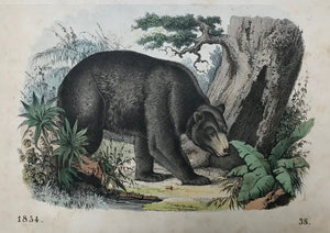 No title. Brown Bear  Anonymous, originally hand-colored lithograph. Dated 1854  Some minor spotting in margins  11 x 15.5 cm (4.3 x 6.1")