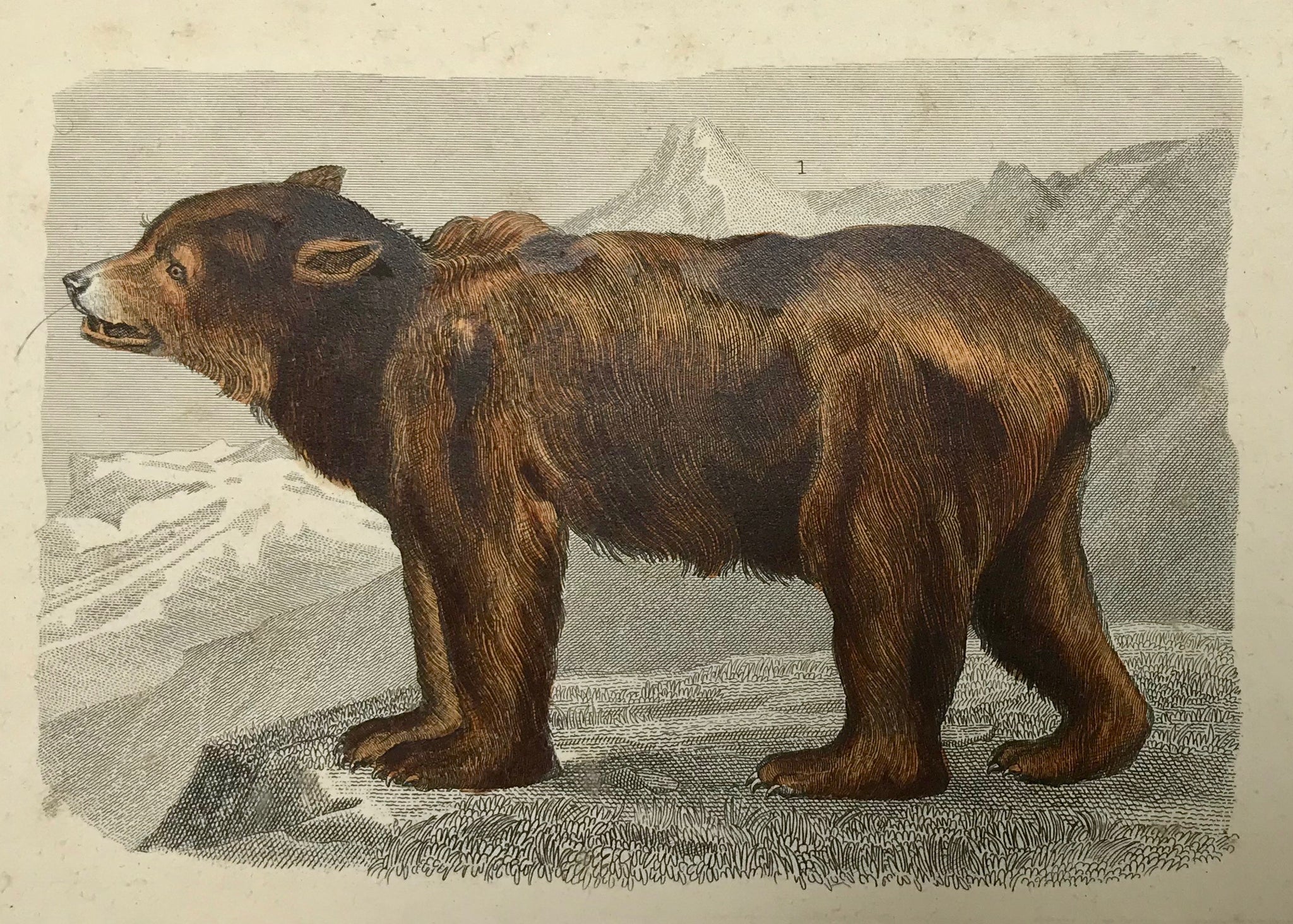 Brown Bear