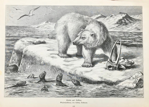 "Eisbaer und Robben" ( polar bear and seals )  Wood engraving ca Ludwig Beckmann ca 1890. Minor spot in left margin.  23 x 35 cm ( 9 x 13.7 ")