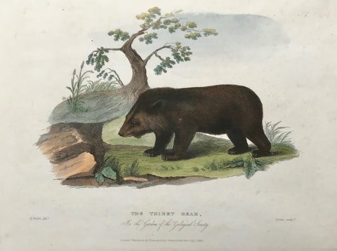 The Thibet Bear in the Gardens of the Zoological Society